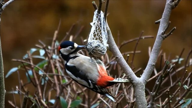 great spotted woodpecker feeding on fat ball

