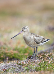 Juvenile Bar-tailed Godwit (Limosa lapponica)  on the moors at Gwennap Head, Cornwall, England, UK.