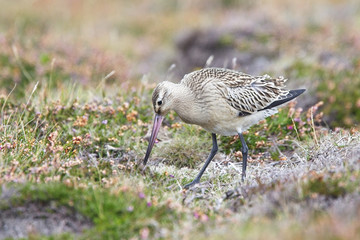 Juvenile Bar-tailed Godwit (Limosa lapponica)  on the moors at Gwennap Head, Cornwall, England, UK.