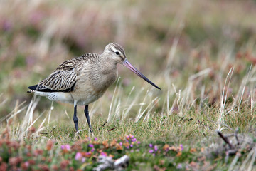 Juvenile Bar-tailed Godwit on the moors at Porthgwarra, Cornwall, England, UK.