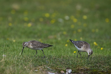 Curlew Sandpipers (Calidris ferruginea), Cornwall, England, UK.