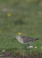 Curlew Sandpiper (Calidris ferruginea), Cornwall, England, UK.