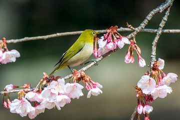 メジロと桜