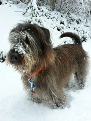 Hund im Neuschnee im Wald