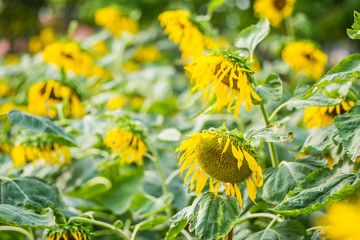 Close-up sun flowers