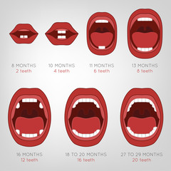 Baby First Teeth Chart