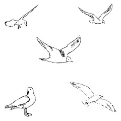 Seagulls sketch. Pencil drawing by hand. Vector