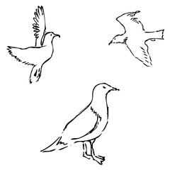 Seagulls sketch. Pencil drawing by hand.  Vector 