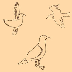 Seagulls sketch. Pencil drawing by hand. Figure in vintage style. Vector