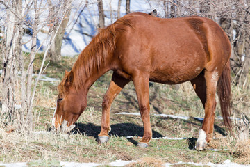 Obraz premium a horse in a pasture in winter