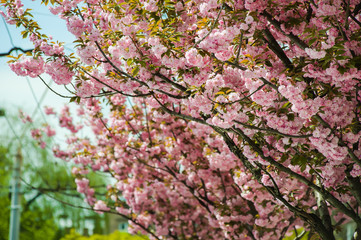 Spring blossoms
