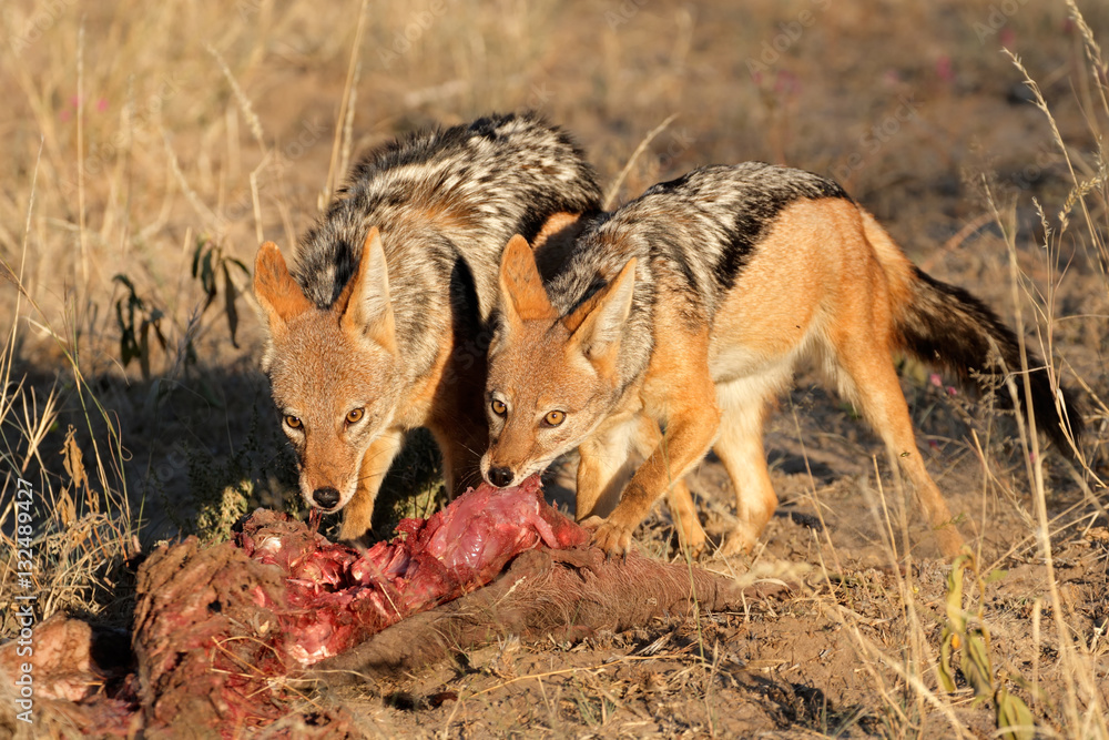 Wall mural Black-backed Jackals (Canis mesomelas) scavenging on a carcass, South Africa.