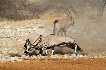 Two gemsbok antelopes (Oryx gazella) fighting, Etosha National Park, Namibia.