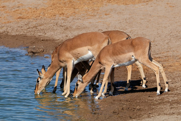 Impala antelopes (Aepyceros melampus) drinking water, Etosha National Park, Namibia.