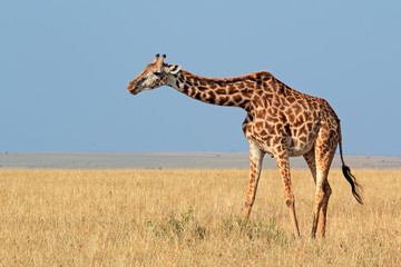 Girafe Masai (Giraffa camelopardalis tippelskirchi), réserve nationale de Masai Mara, Kenya.