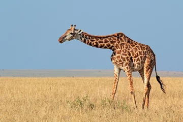 Crédence de cuisine en verre imprimé Girafe Girafe Masai (Giraffa camelopardalis tippelskirchi), réserve nationale de Masai Mara, Kenya.