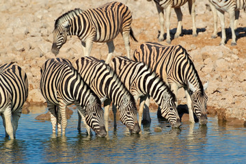 Fototapeta na wymiar Plains zebras (Equus burchelli) drinking water, Etosha National Park, Namibia.