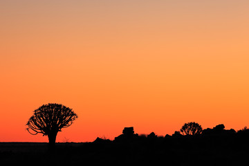 Silhouette of quiver trees (Aloe dichotoma) at sunset, Namibia, southern Africa.