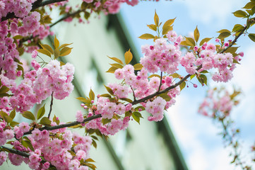 Spring blossoms