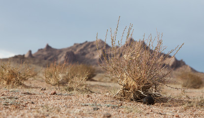Desert landscape