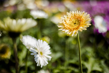 Gerbera jamesonii in garden Compositae flower