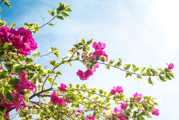 Bougainvillea flower blooming with white sky