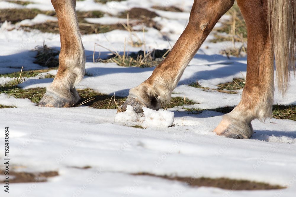 Poster hoofs of horses in winter