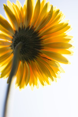 Gerbera jamesonii in garden Compositae flower