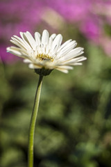 Obraz premium Gerbera jamesonii in garden Compositae flower