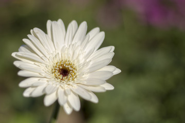Gerbera jamesonii in garden Compositae flower