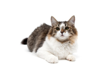 fluffy cat isolated on white background