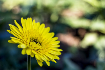 Gerbera jamesonii in garden Compositae flower