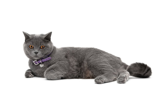 cat wearing a collar with a pendant on a white background