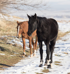 Fototapeta na wymiar a horse in a pasture in winter