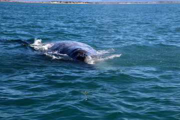 Obraz premium Whale Watching- Baja California