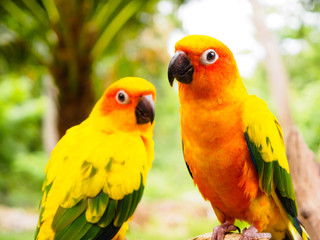 couple of Sun Parakeet or Sun Conure, the beautiful yellow and orange parrot bird with nice feathers details at Songkhla Thailand