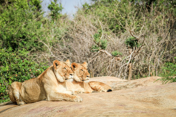 Lions laying on rocks.