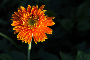 Gerbera jamesonii in garden Compositae flower
