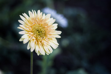 Gerbera jamesonii in garden Compositae flower