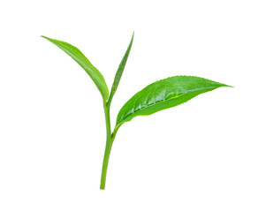 Green tea leaf isolated on white background.