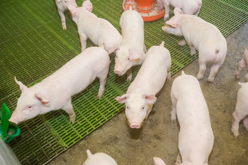 Pig farm. Little piglets © alipko