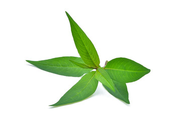 Fototapeta premium fresh vietnamese mint leaves isolated on white background