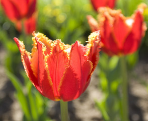 One red tulip in garden close view.