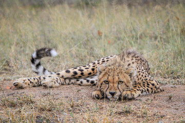 Cheetah starring at the camera.