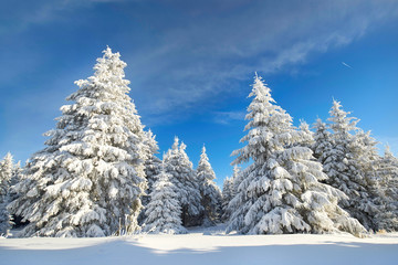 Natur pur - Winterwald mit schneebedeckten Tannen