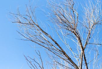 leafless tree branches against the blue sky