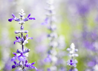 white and violet Salvia flower in field