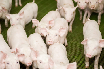 Pig farm. Little piglets