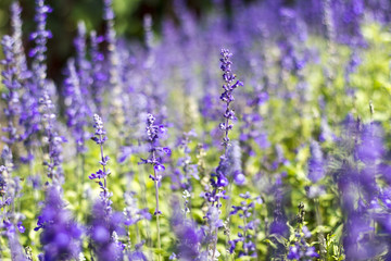 white and violet Salvia flower in field