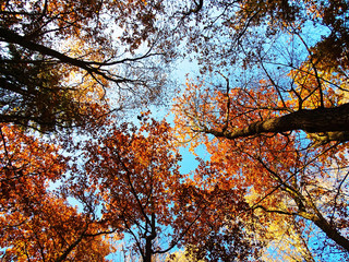 View from the ground in tree tops in autumn 